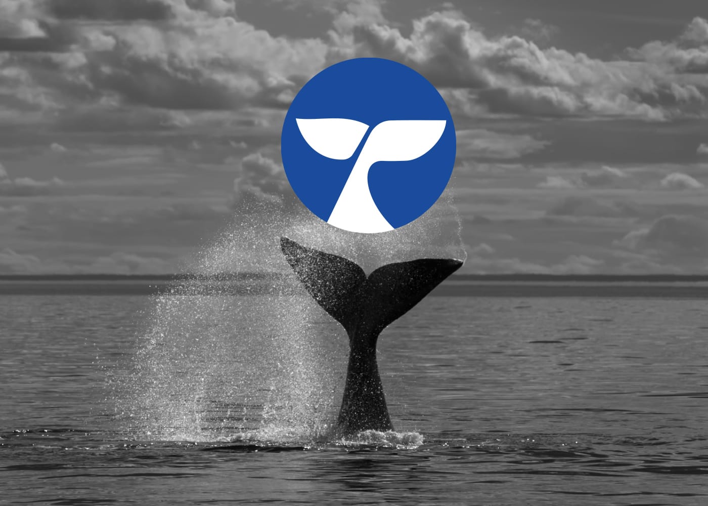 طراحی لوگو نهنگ استودیو مهدی ثمن گویی